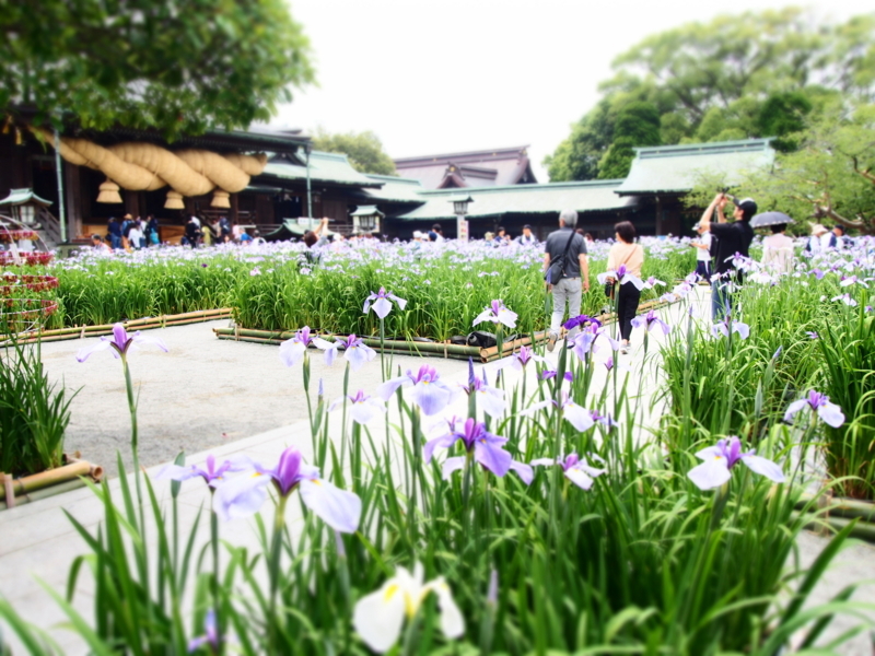 f:id:hanamizuki1966:20180603110942j:image:w450