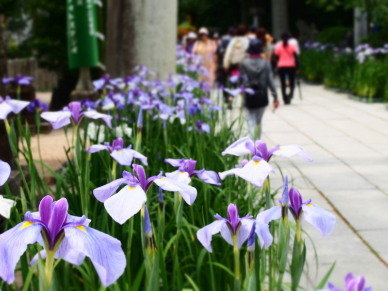 f:id:hanamizuki1966:20180603111457j:image:w450
