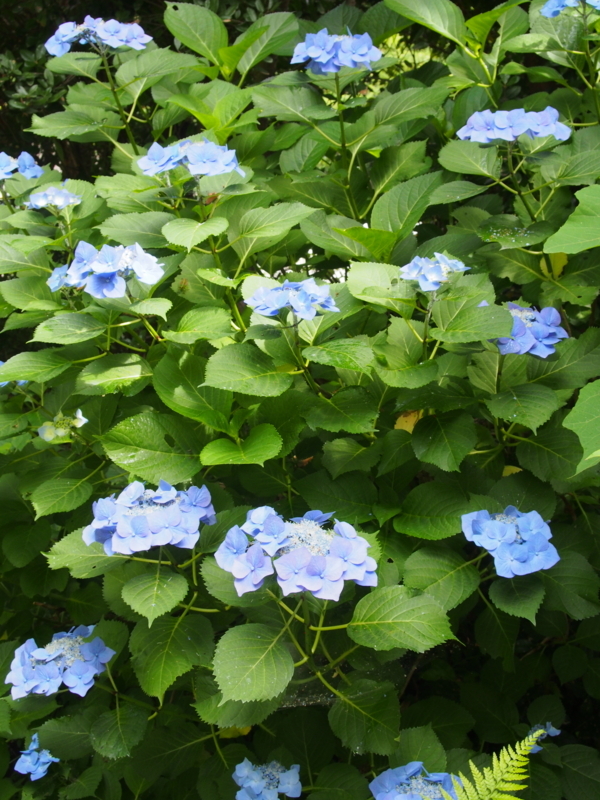 f:id:hanamizuki1966:20180618095552j:image:h400