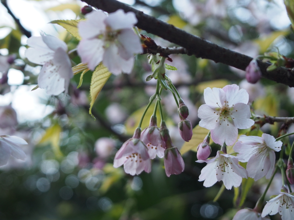 f:id:hanamizuki1966:20190308173114j:plain
