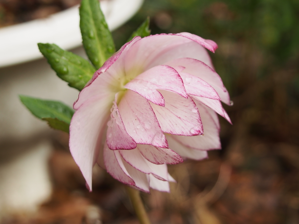 f:id:hanamizuki1966:20190311094138j:plain
