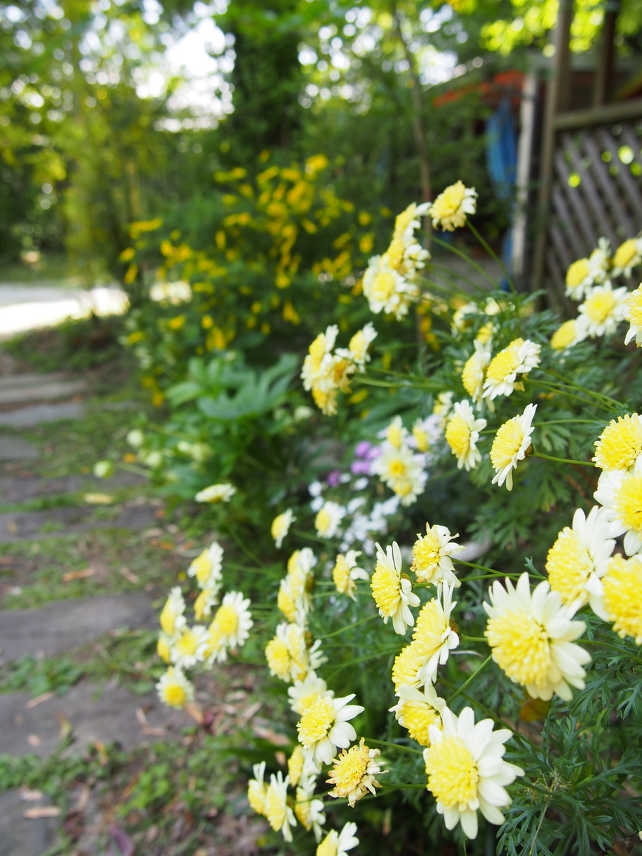 f:id:hanamizuki1966:20190508112508j:plain