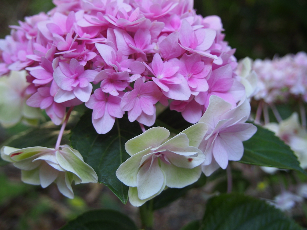 f:id:hanamizuki1966:20190522155228j:plain