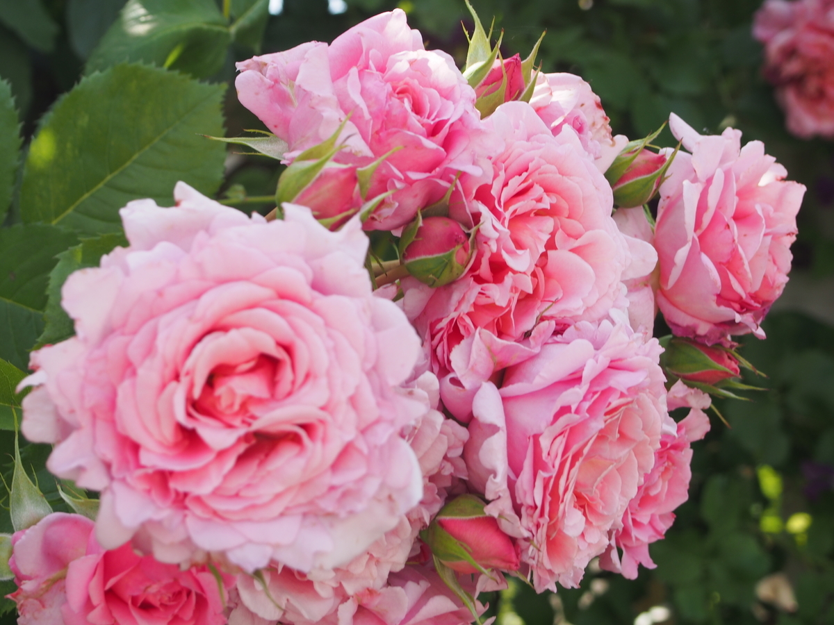 f:id:hanamizuki1966:20190525101231j:plain