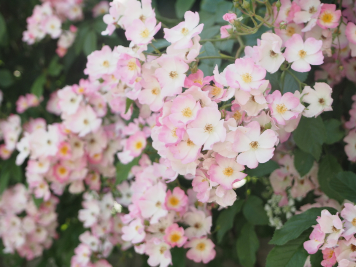 f:id:hanamizuki1966:20190525101321j:plain