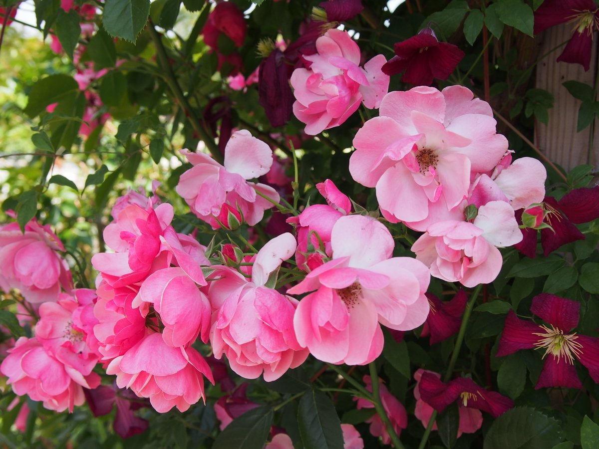 f:id:hanamizuki1966:20190525101500j:plain