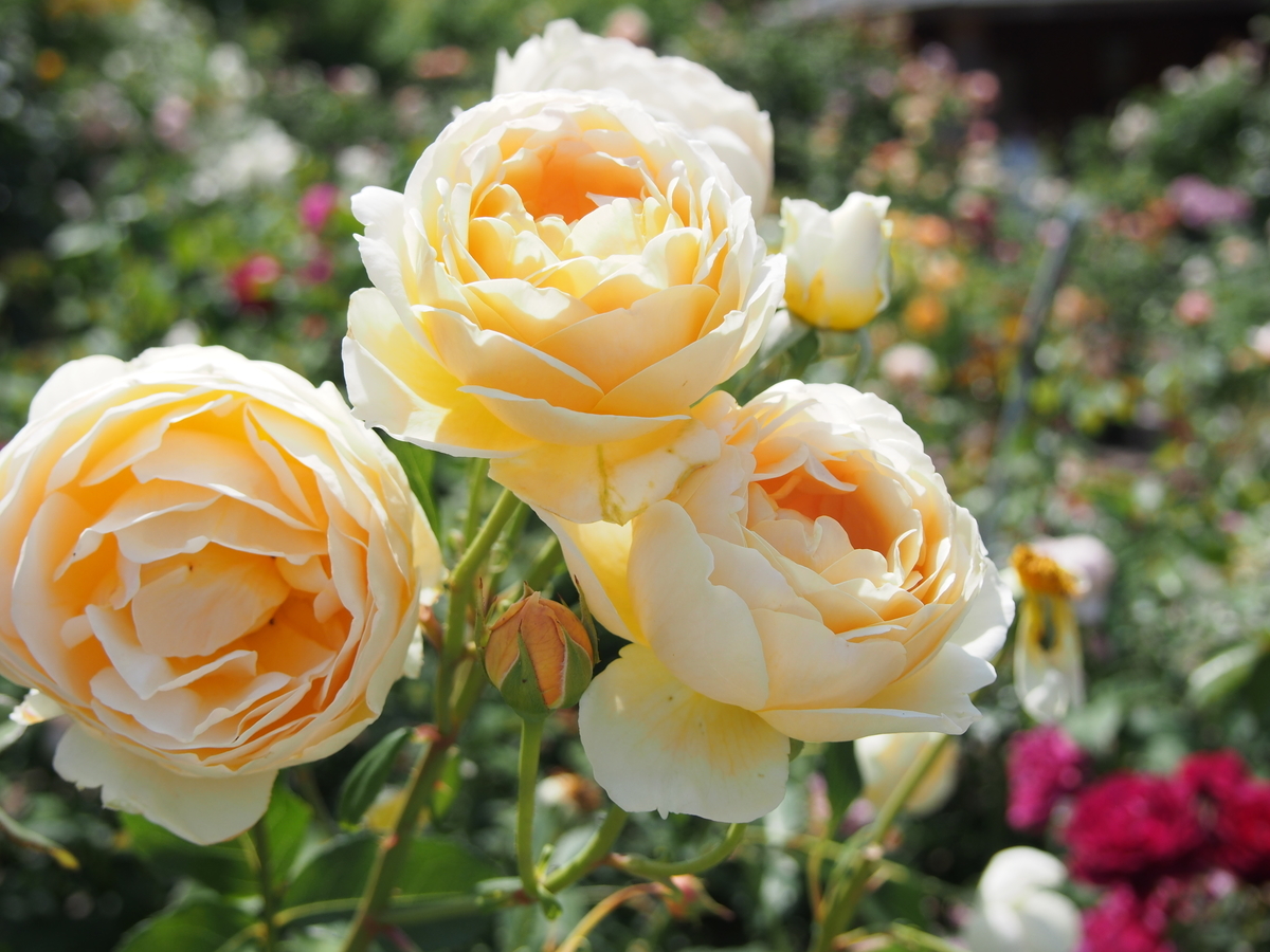 f:id:hanamizuki1966:20190525101652j:plain
