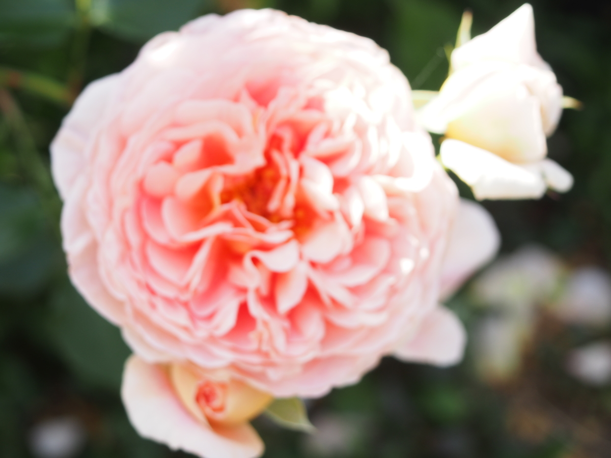 f:id:hanamizuki1966:20190525101835j:plain