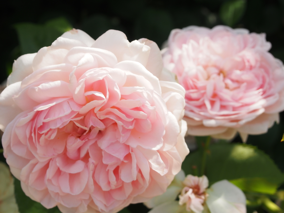 f:id:hanamizuki1966:20190525102028j:plain