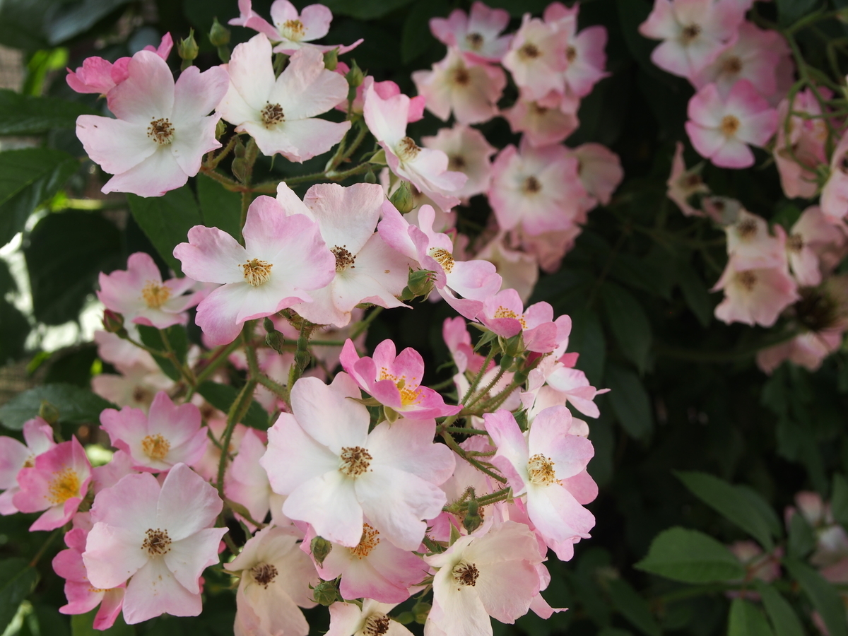 f:id:hanamizuki1966:20190525102141j:plain