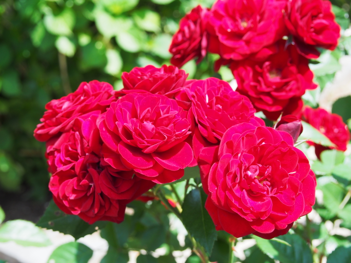 f:id:hanamizuki1966:20190525102524j:plain