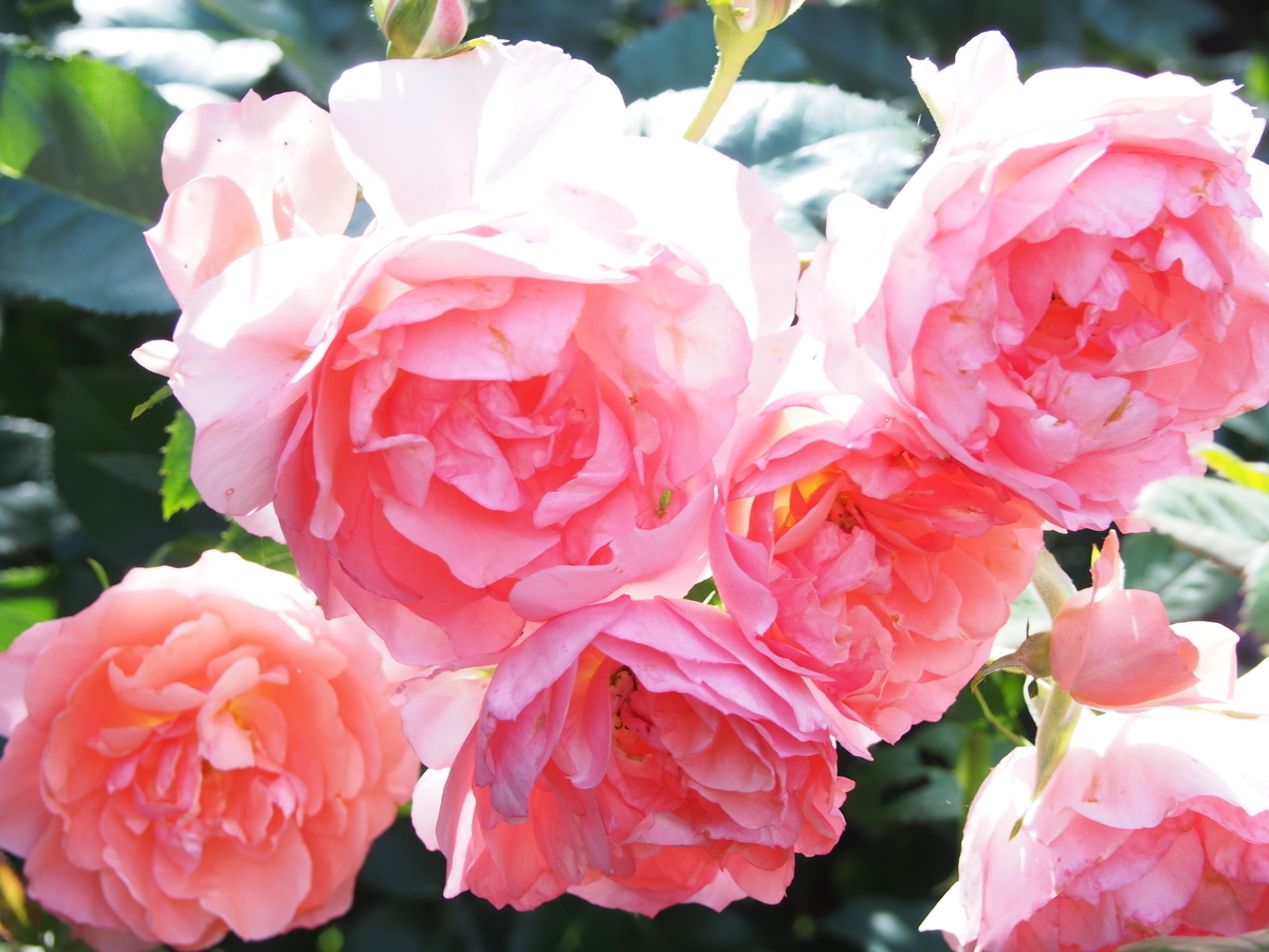 f:id:hanamizuki1966:20190525102626j:plain