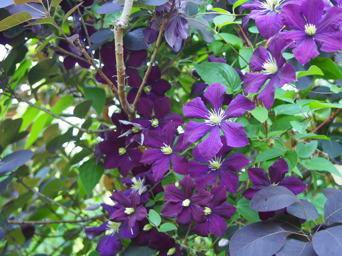 f:id:hanamizuki1966:20190525102741j:plain