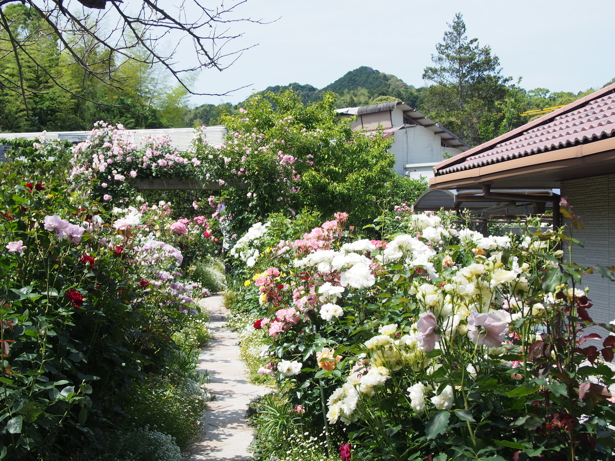 f:id:hanamizuki1966:20190525102856j:plain