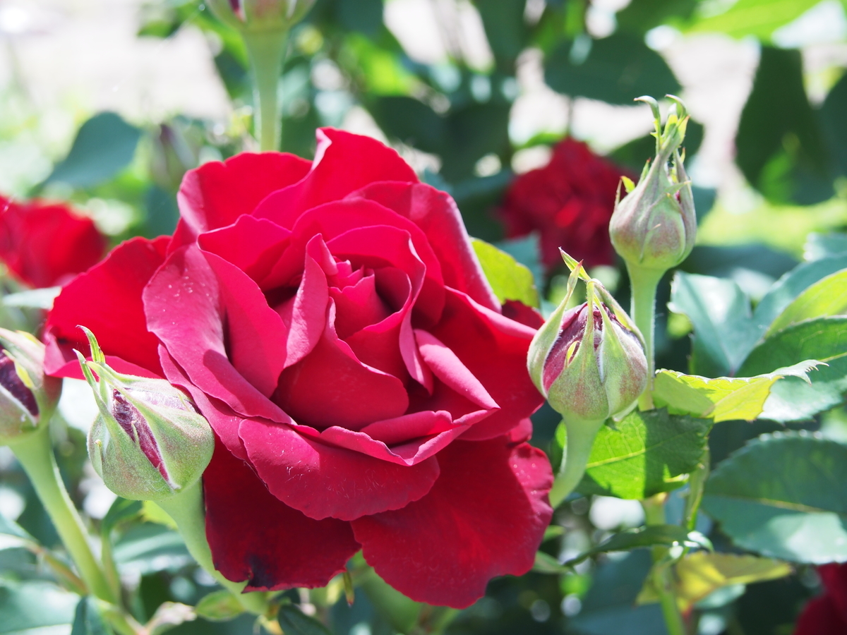 f:id:hanamizuki1966:20190525102935j:plain