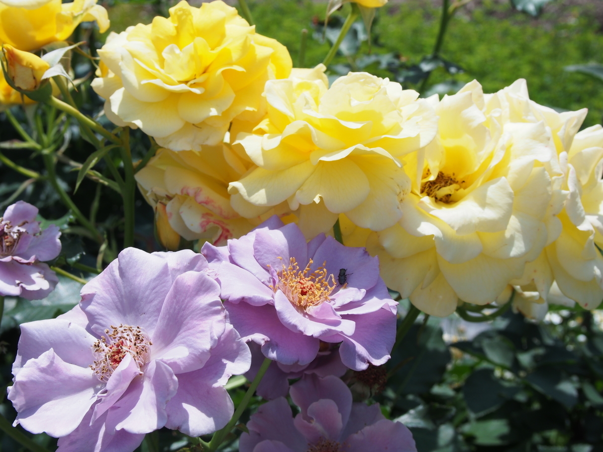 f:id:hanamizuki1966:20190525102942j:plain