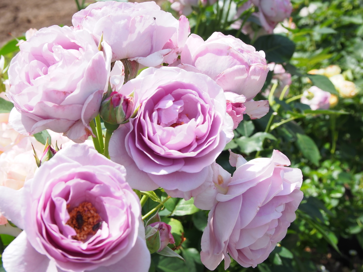 f:id:hanamizuki1966:20190525102954j:plain