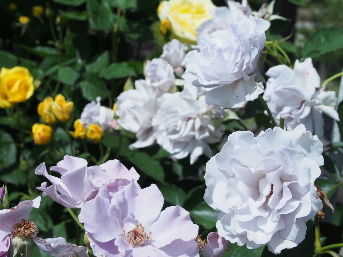 f:id:hanamizuki1966:20190525103008j:plain