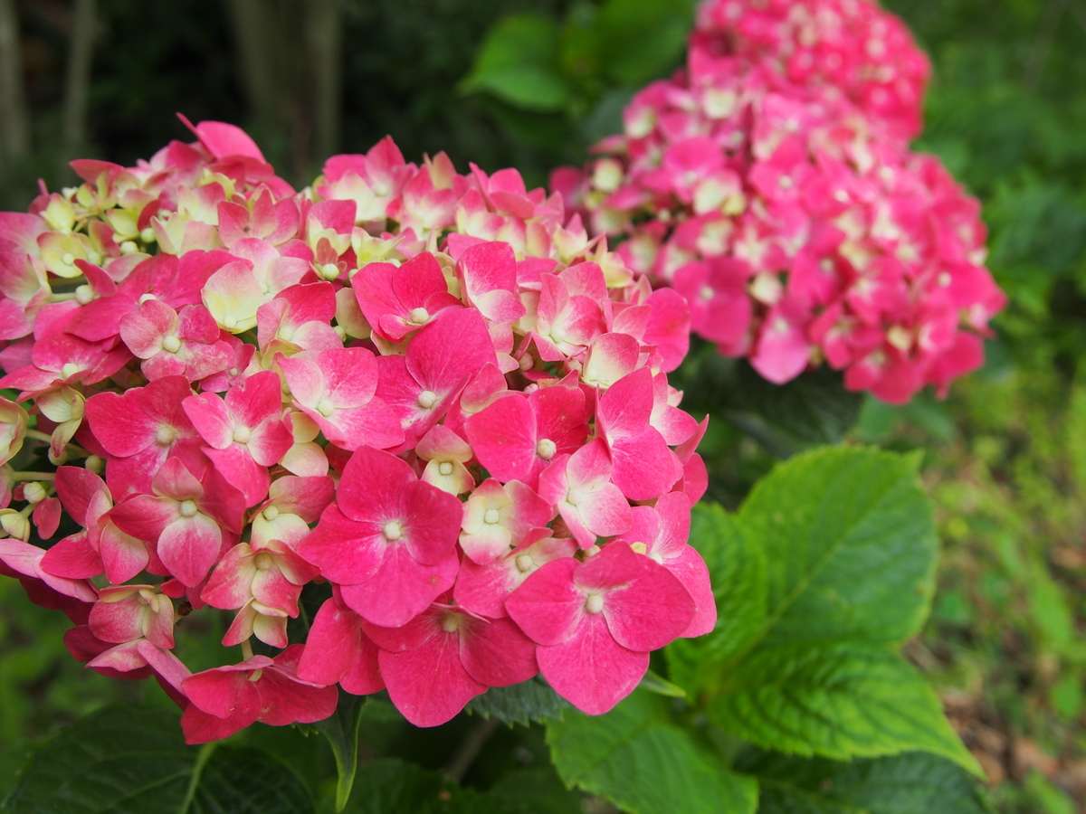 f:id:hanamizuki1966:20190607130347j:plain