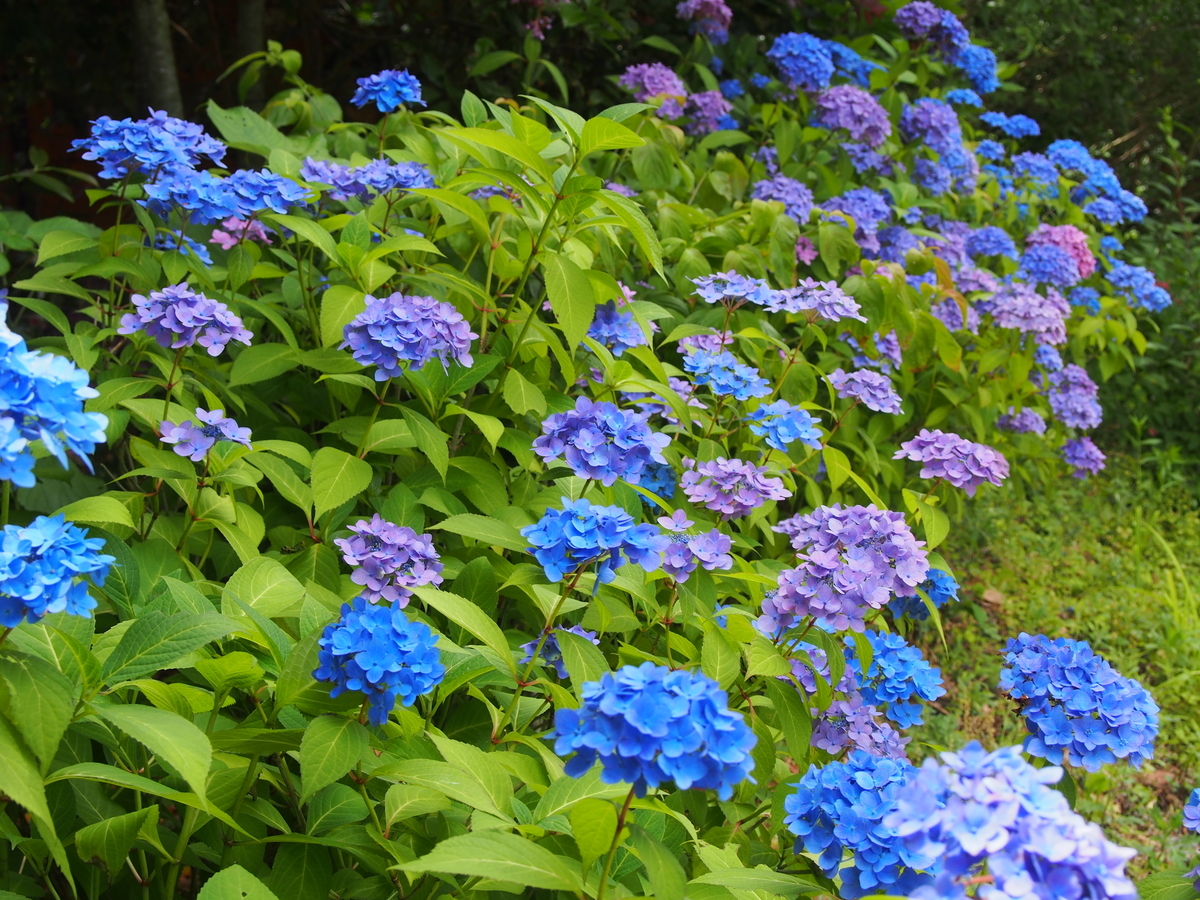 f:id:hanamizuki1966:20190607130543j:plain