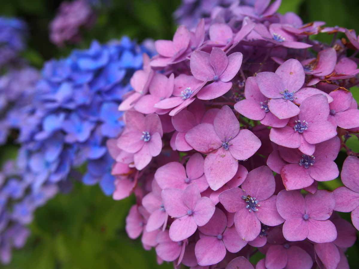 f:id:hanamizuki1966:20190607130625j:plain