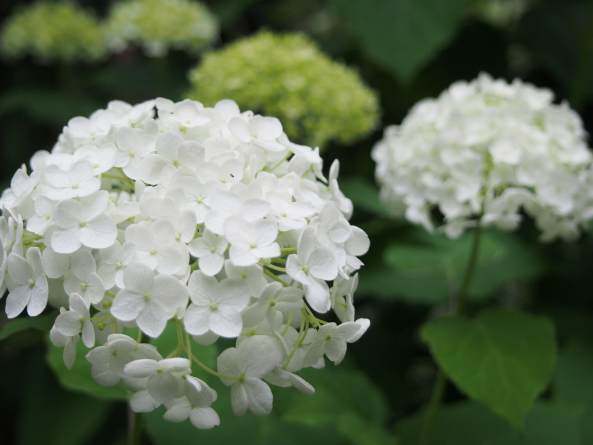 f:id:hanamizuki1966:20190607165026j:plain