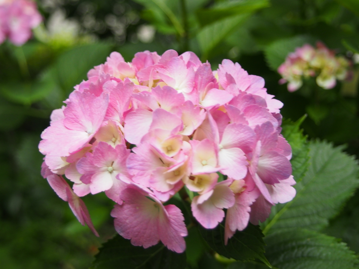 f:id:hanamizuki1966:20190607165226j:plain