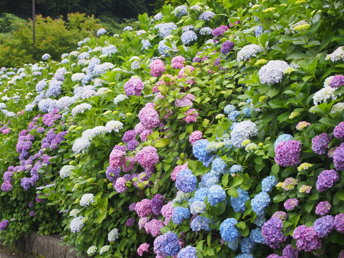 f:id:hanamizuki1966:20190614084847j:plain f:id:hanamizuki1966:20190614084847j:plain