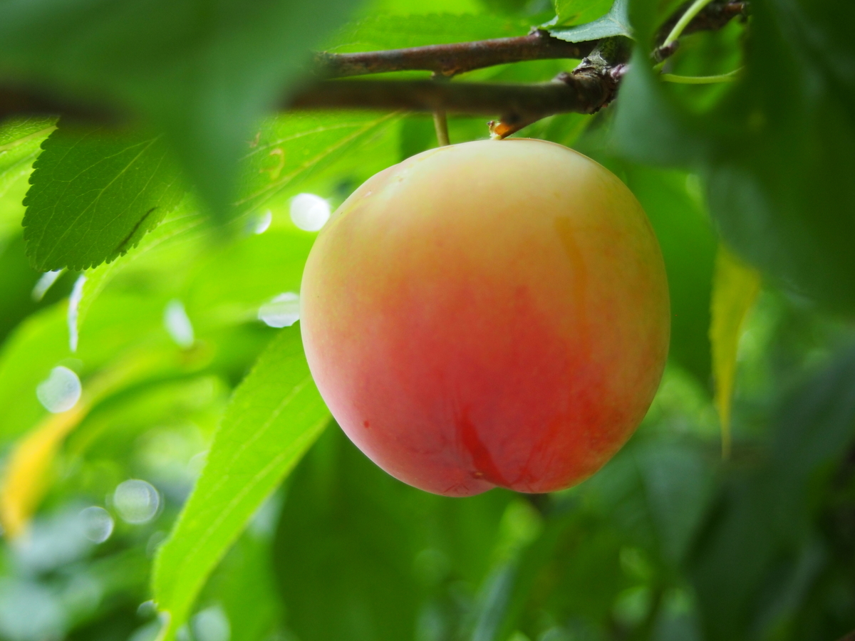 f:id:hanamizuki1966:20190622175924j:plain