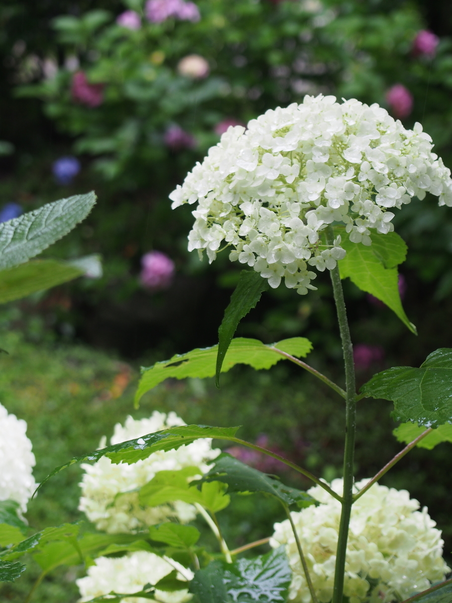f:id:hanamizuki1966:20190628093841j:plain