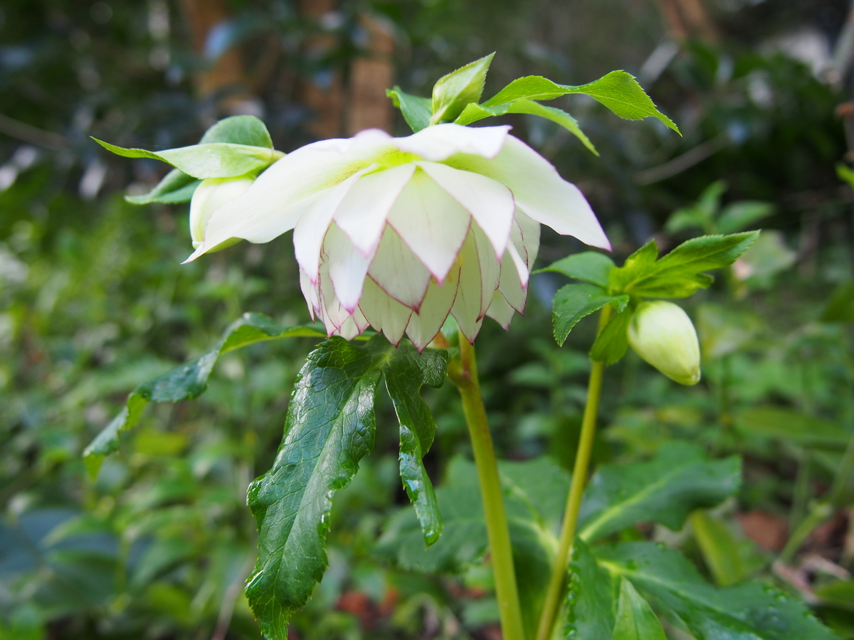 f:id:hanamizuki1966:20200214102003j:plain f:id:hanamizuki1966:20200214102003j:plain