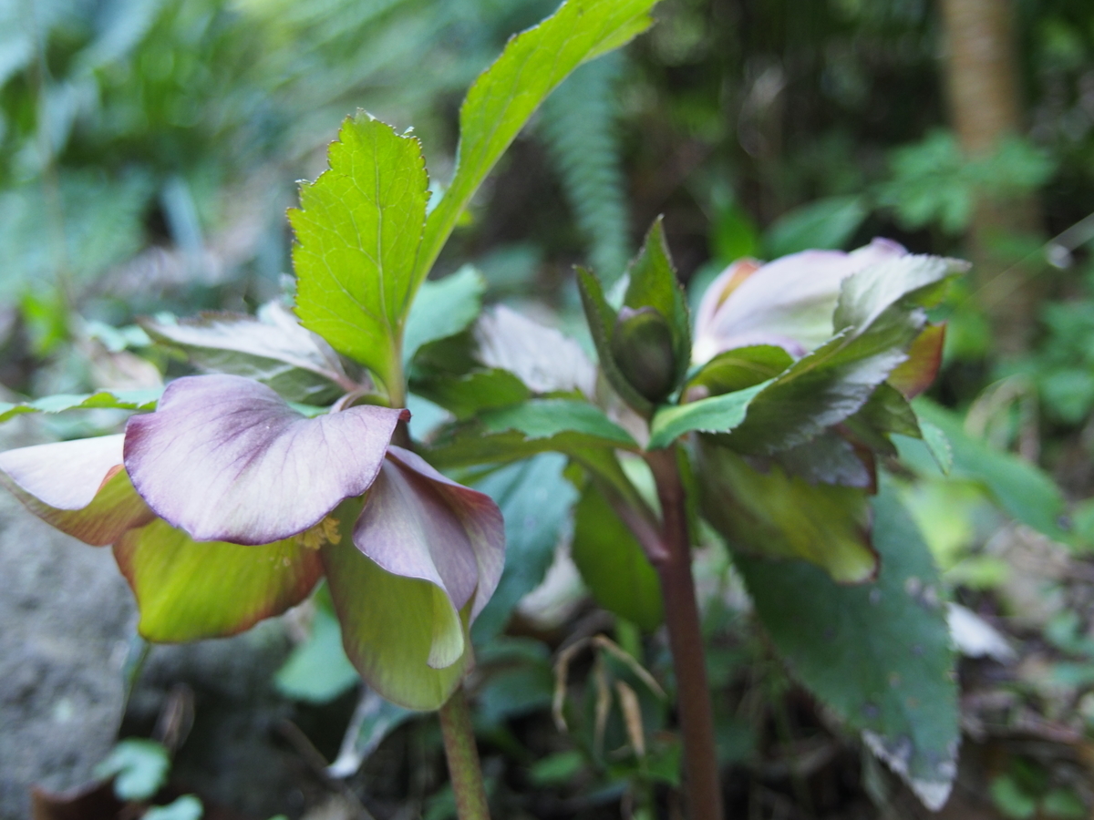 f:id:hanamizuki1966:20200219162911j:plain f:id:hanamizuki1966:20200219162911j:plain