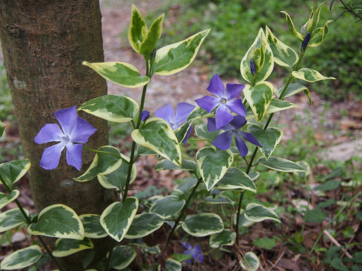 f:id:hanamizuki1966:20200331162556j:plain