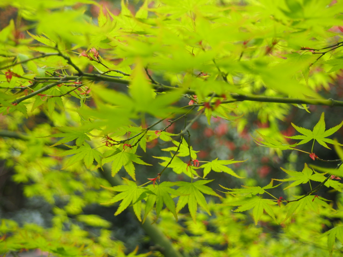 f:id:hanamizuki1966:20200331162630j:plain