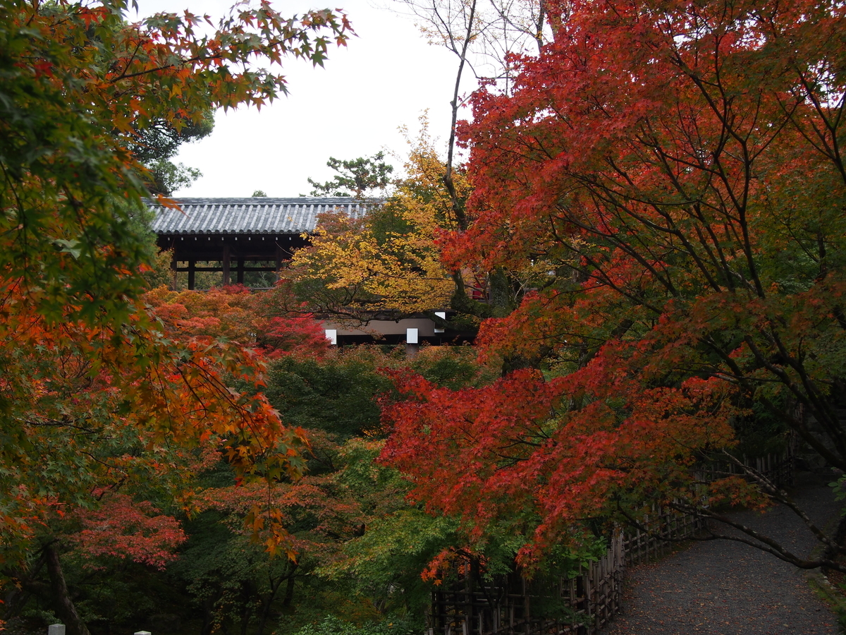 f:id:hanamizuki1966:20201111095419j:plain