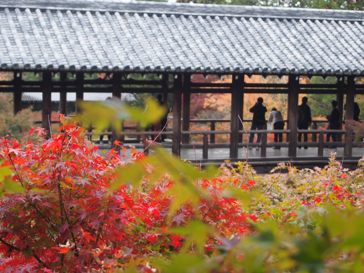 f:id:hanamizuki1966:20201111102903j:plain