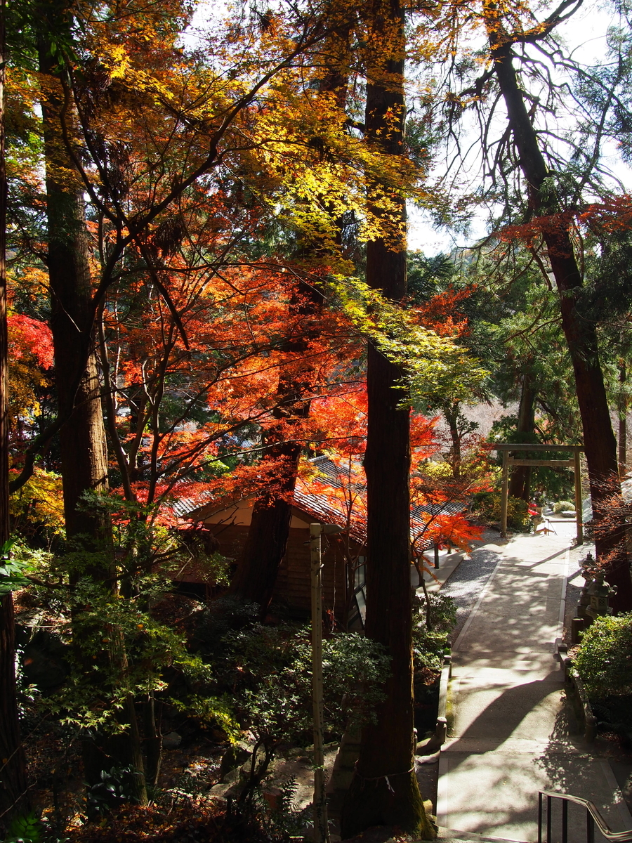 f:id:hanamizuki1966:20201215131301j:plain