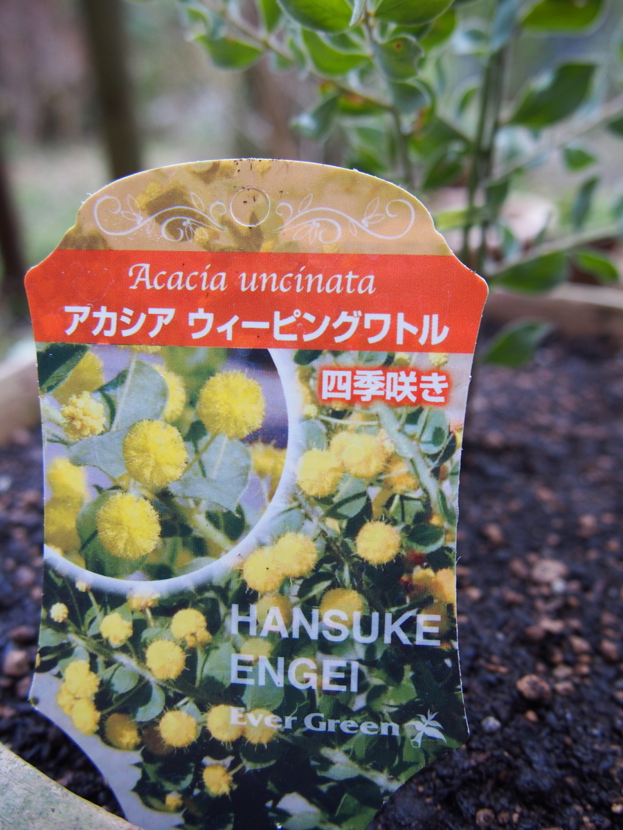 f:id:hanamizuki1966:20210116142115j:plain