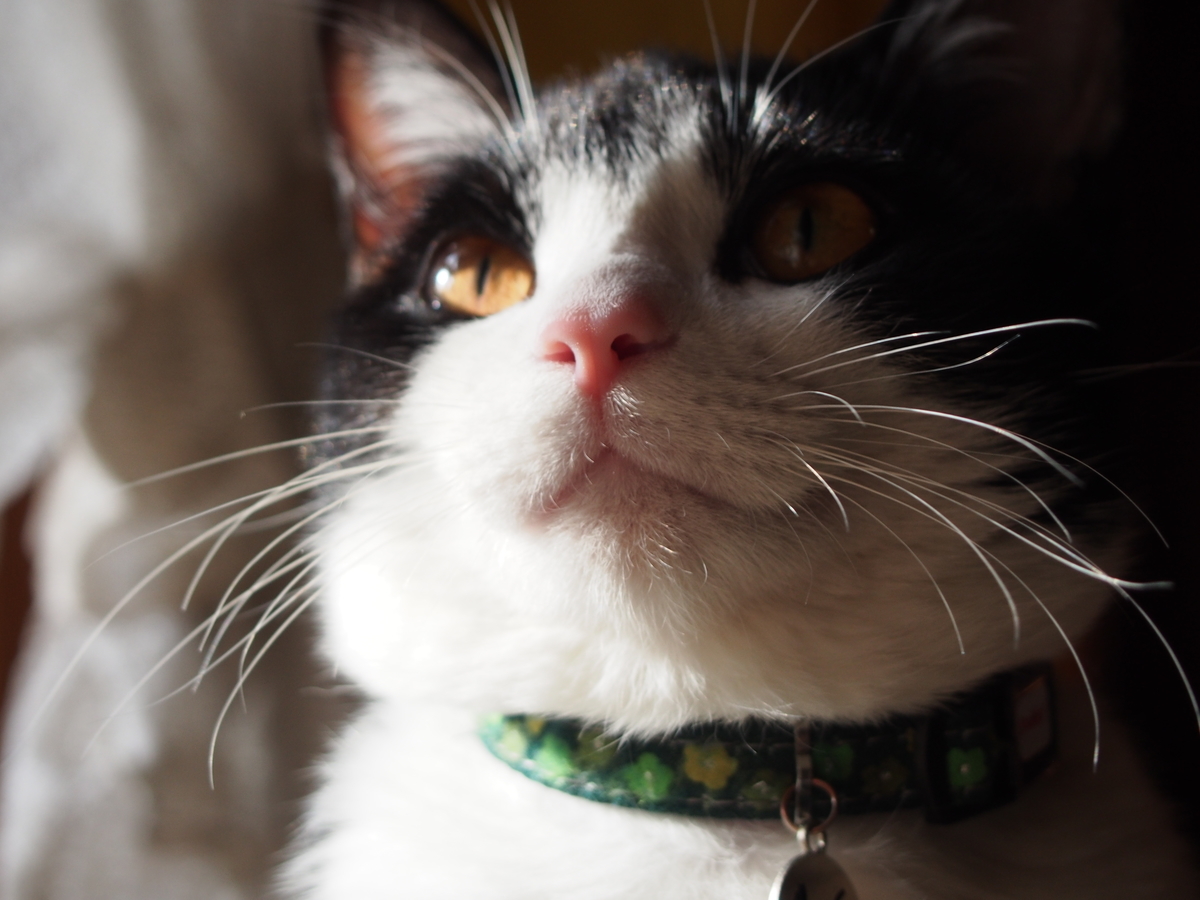 f:id:hanamizuki1966:20210202092446j:plain