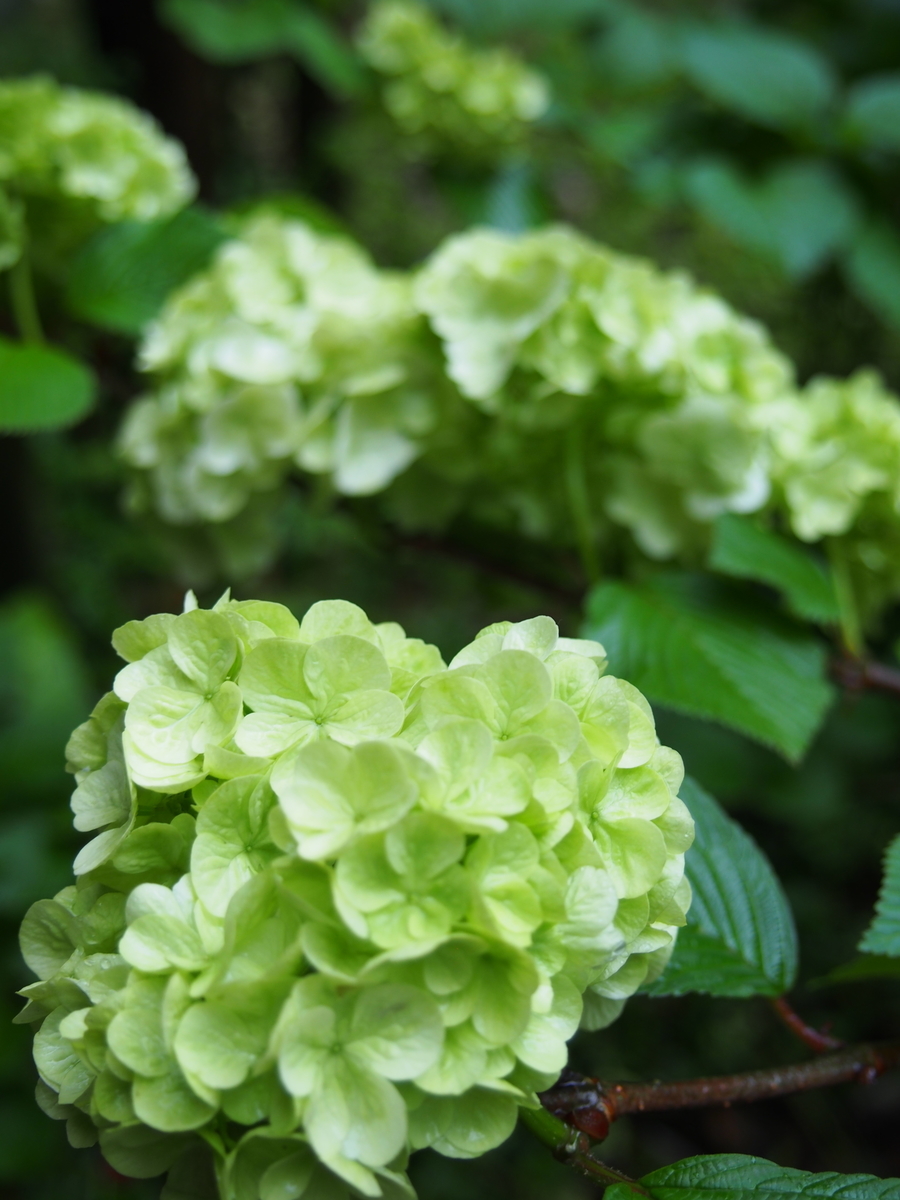 f:id:hanamizuki1966:20210413121119j:plain