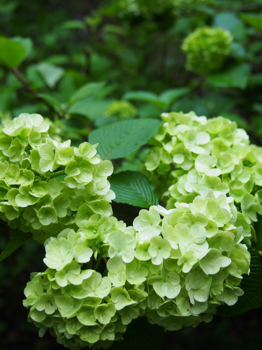 f:id:hanamizuki1966:20210413121209j:plain
