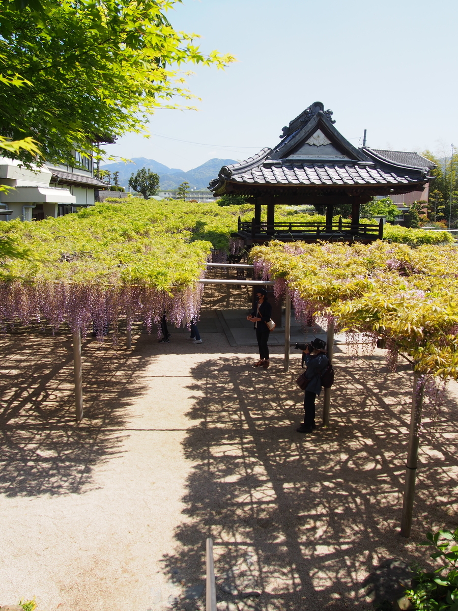 f:id:hanamizuki1966:20210419105643j:plain