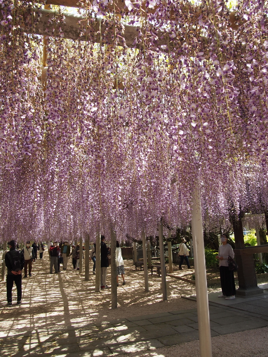 f:id:hanamizuki1966:20210419105750j:plain