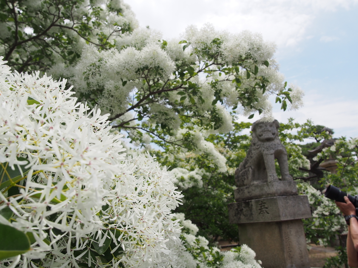 f:id:hanamizuki1966:20210424105933j:plain