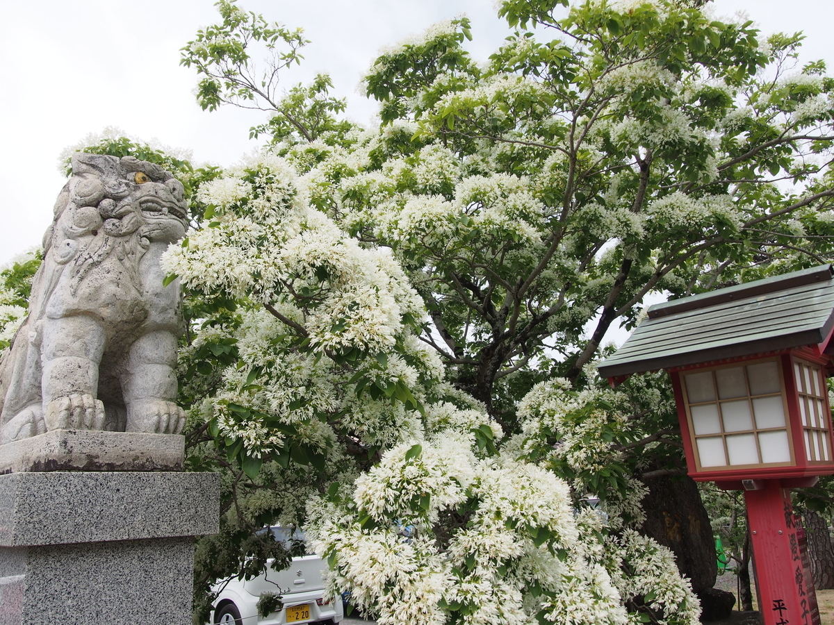 f:id:hanamizuki1966:20210424111240j:plain