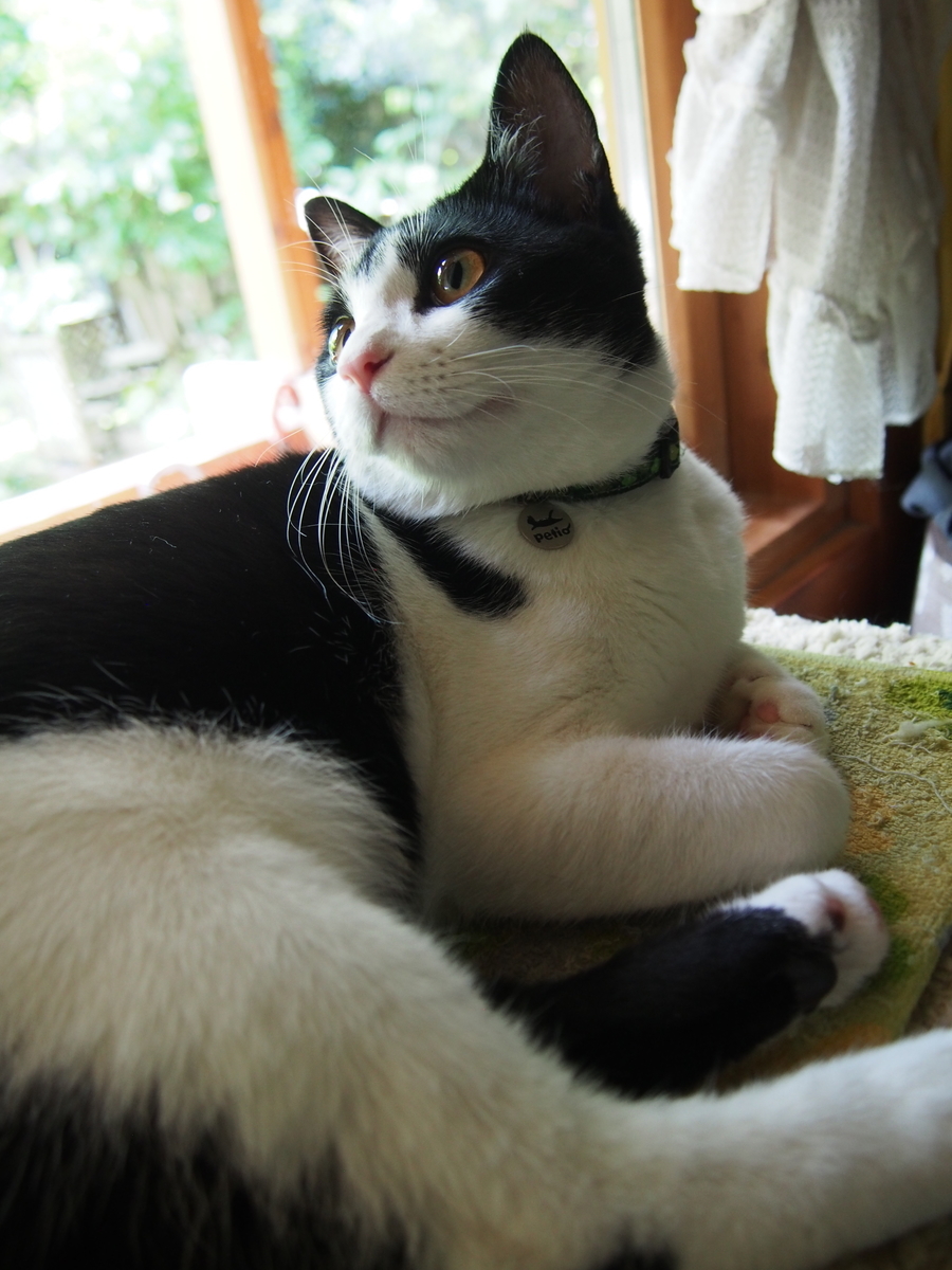 f:id:hanamizuki1966:20210430100657j:plain