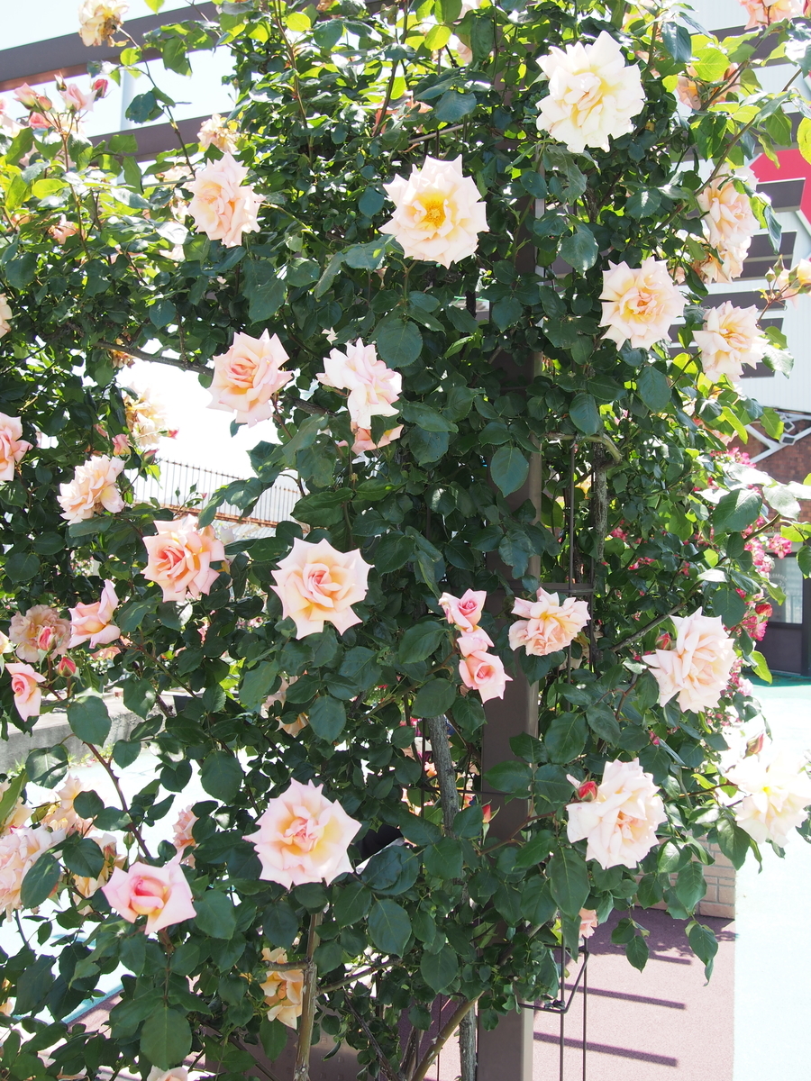 f:id:hanamizuki1966:20210506115807j:plain