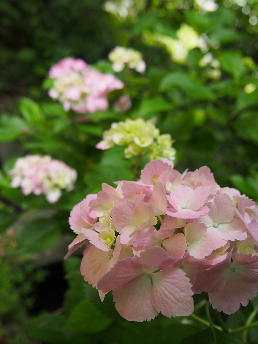 f:id:hanamizuki1966:20210606091608j:plain