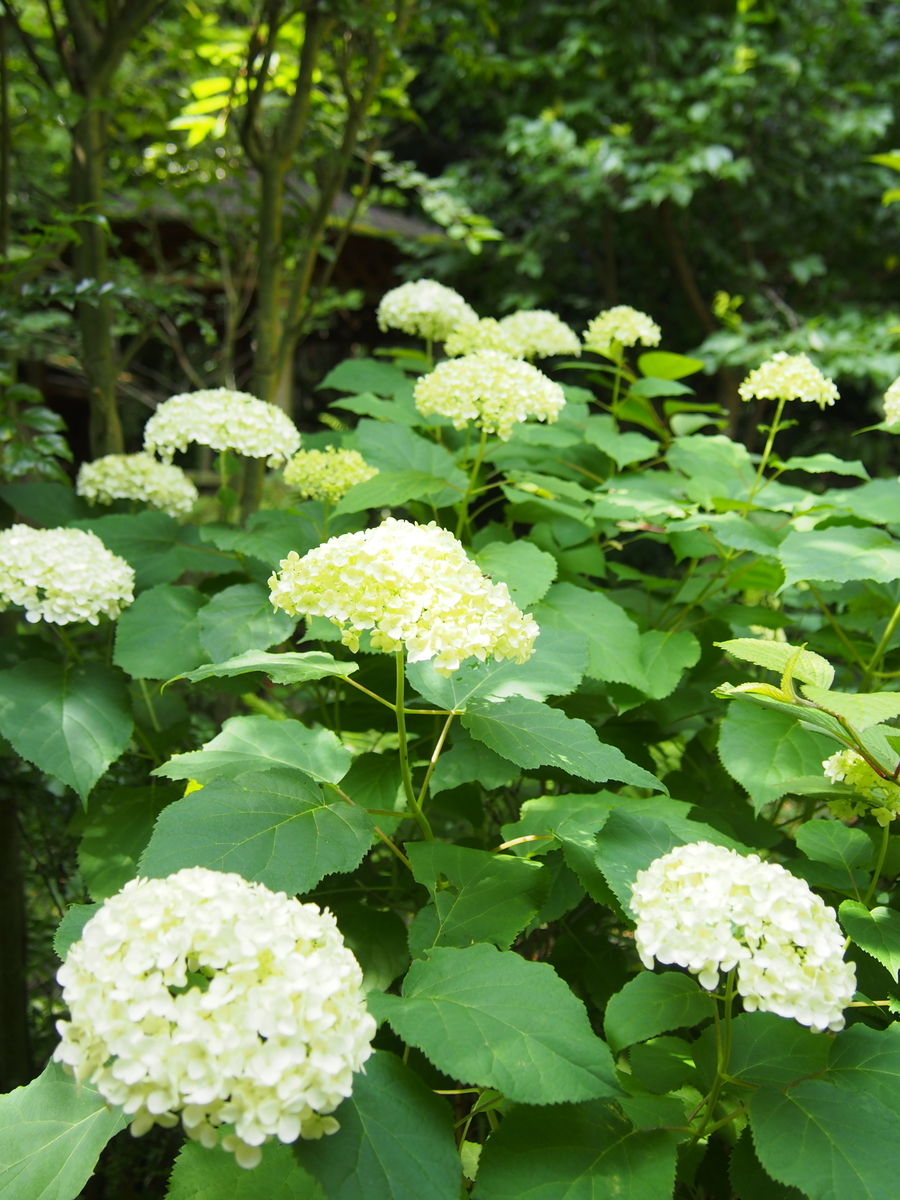 f:id:hanamizuki1966:20210606092413j:plain