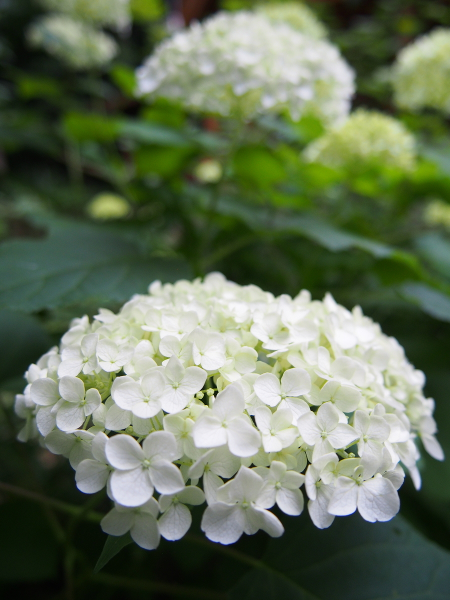 f:id:hanamizuki1966:20210606183624j:plain